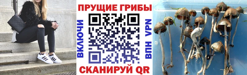 Галлюциногенные грибы мицелий Севск